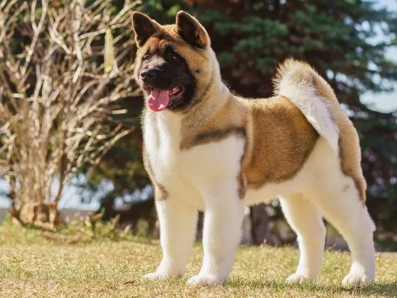 Akita standing on dry grass with its tongue out, one of the dog breeds that cannot be imported into Malaysia